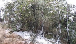 Dự báo thời tiết ngày 26/1: Miền Bắc rét đậm, nhiệt độ có nơi dưới 0 độ C