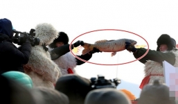 Cá khủng được bán với  giá 980 triệu đồng