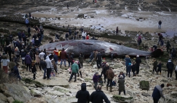 Video: 3 con cá nhà táng khủng chết dạt vào bờ