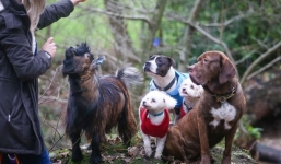 Chú dê duy nhất được hưởng đặc quyền từ chính phủ