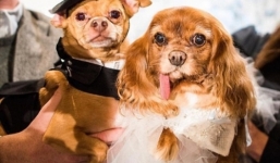 Đám cưới hàng tỷ đồng của cặp chó nổi tiếng Instagram