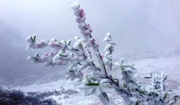 Tuyết phủ dày hơn 30cm ở Nghệ An