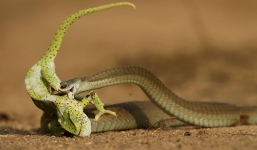 Tắc kè hoa chết thảm khi quyết chiến với rắn độc boomslang 