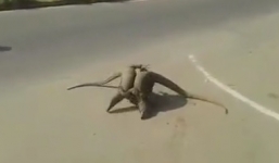 Cuộc chiến kịch tính bất phân thắn bại của thằn lằn