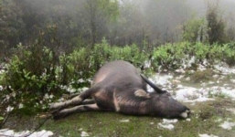 Rét hại khiến hàng chục con trâu, bò chết