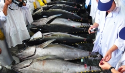 Cá ngừ Việt bán giá 12 triệu đồng/con tại Nhật