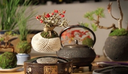 Video: Phát sốt với cây bonsai biết bay giá 4 triệu đồng