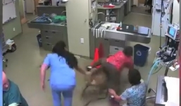 Sợ tiêm, chú chó khổng lồ vùng dạy cõng bác sĩ trên lưng bỏ chạy