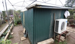 Đào nằm điều hòa, gà triệu đô ngủ lò sưởi