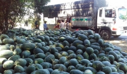 Dưa hấu Tết bán đổ đống 1.000 đồng/kg, nông dân khóc ròng