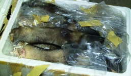 Phát hiện 600kg chân trâu, bò thối tại Quảng Bình