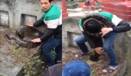 Video: Bắt được trăn khổng lồ ở Hưng Yên