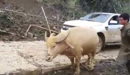 Dùng trâu kéo ô tô bị chết máy do rét đậm rét hại