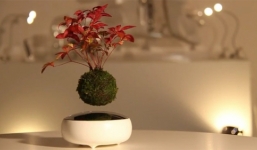 4 triệu đồng một chậu cây cảnh biết bay