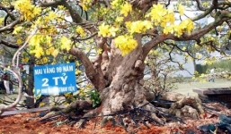 Cây mai cổ 99 năm tuổi có giá 2 tỷ đồng
