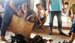 Đột kích trường gà giữa đầm tôm, thu giữ gần 1 tỉ đồng