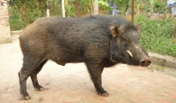 Lợn rừng 100kg cắn người: Phó chủ tịch huyện phải bồi thường