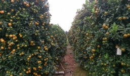 Mãn nhãn với vườn quất tiền tỷ ở 'thủ phủ' cây cảnh miền Bắc