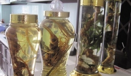 Đại gia mua bình sâm 6 tỷ chơi Tết