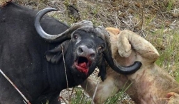 Trâu rừng quyết chiến khốc liệt, húc xuyên thân sư tử