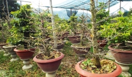 Vườn mai bạc tỷ phố biển Nha Trang