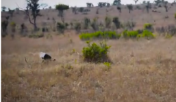 Video: Chim mỏ sừng quyết chiến với báo hoa
