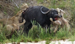 Video: Trâu rừng liều mạng húc nách sư tử
