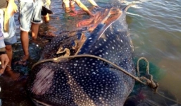 Ướp xác cá nhám voi 'khủng' nặng hơn tấn dạt vào bờ biển Khánh Hòa