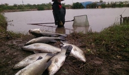 Thái Bình: Cá chết rét hàng loạt, nông dẫn mất trăm triệu