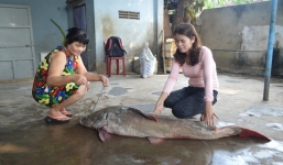 Bắt được cá lăng đuôi đỏ dài 1,7m, nặng 43 kg trên sông Sêrêpốk