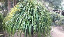 Đại gia Vĩnh Phúc chi 108 triệu mua chậu lan “khủng” tặng bạn