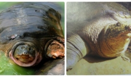 Có nên thay thế 'cụ' rùa đã chết bằng rùa Đồng Mô?