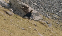 Tranh giành mồi săn, đại bàng bị sơn dương kéo lê trên vách đá