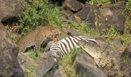 Ngựa vằn chết thảm trước màn hợp sức săn mồi của báo đốm và cá sấu 