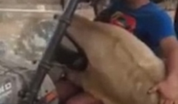 Video: Khiếp hồn sư tử trèo lên người tài xế 