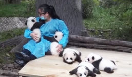 Kiếm 60 triệu mỗi tháng với công việc ôm ấp gấu trúc