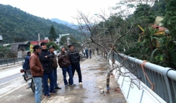 Đào rừng giá 40 triệu từ miền Tây xứ Nghệ xuôi phố đón tết