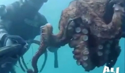 Cân cảnh săn bạch tuộc khổng lồ kiếm tiền “khủng”