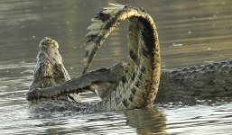 Cận cảnh cá sấu quyết chiến cắn đứt đôi thân đồng loại