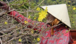 Mãn nhãn với cây mai “khủng” chơi tết giá hàng trăm triệu đồng