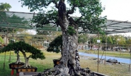 Sài Gòn: Cặp khế cổ hơn trăm tuổi giá 1,2 tỷ đồng