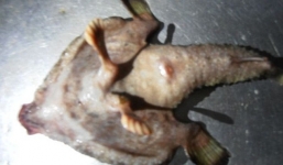 Cận cảnh quái vật biết đi, có mũi giống người