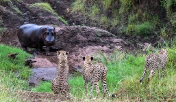 Hà mã đơn độc điên cuồng tấn công, rượt báo đốm chạy thục mạng