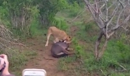 Linh dương đầu bò quyết chiến sau đòn tấn công của sư tử