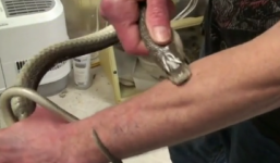 Kinh hãi người đàn ông tự cho rắn độc cắn vào tay