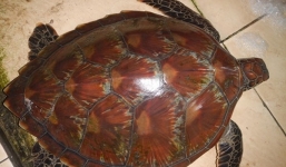 Rùa biển quý lạc vào đầm ở Huế