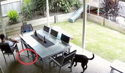 Video: Chó bảo vệ chủ thoát khỏi rắn nâu cực độc