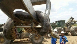 Xuất hiện con trăn khổng lồ dài gần 10m, nặng nửa tấn