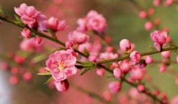 Loại hoa nên có trên bàn thờ ngày Tết để rước tài lộc