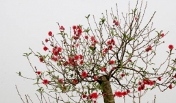 Mẹo chọn, trang trí hoa đào đón Tết
